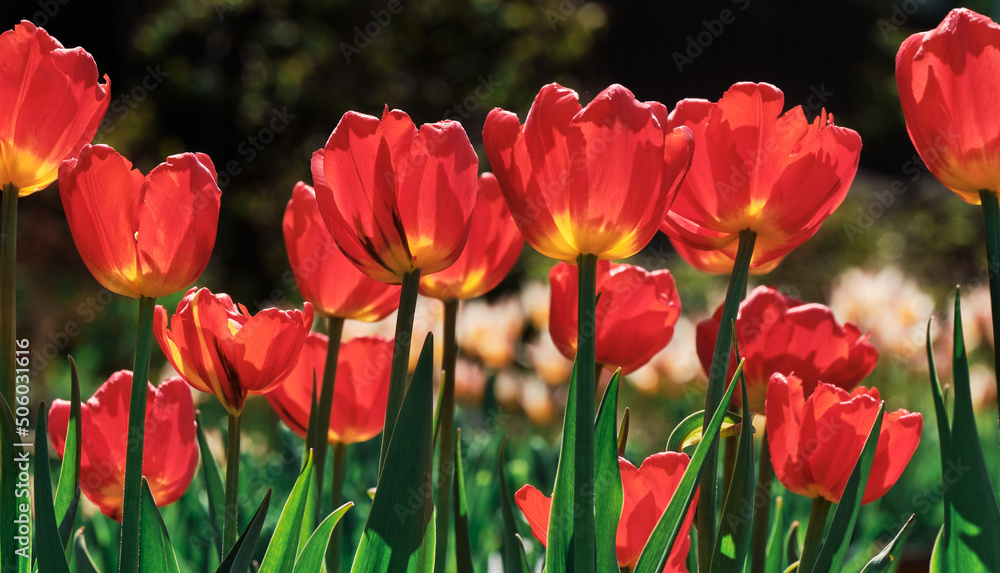 Background of red tulips. Beautiful tulip on meadow of spring flowers in sunlight. Flowerbed with flowers. Tulip close-up.