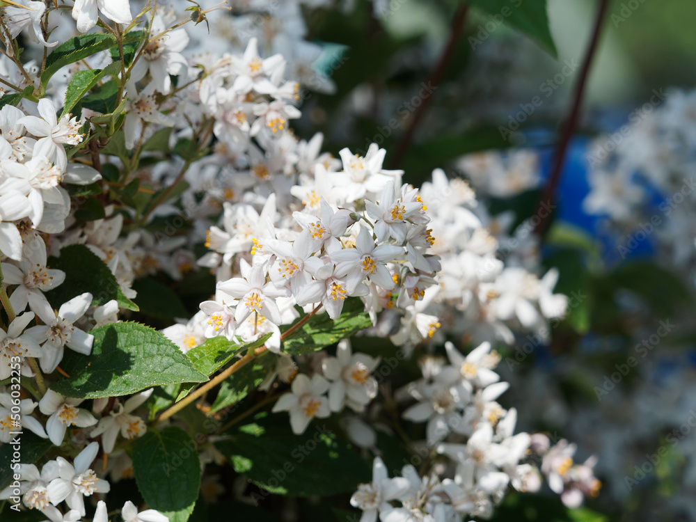 (Deutzia (x) hybrida) Deutzia hybride ou deutzia 'Mont Rose' aux minuscules fleurs étoilées rose tendre, étamines jaunes au dessus d'un feuillage fer de lance, vert et dentelé