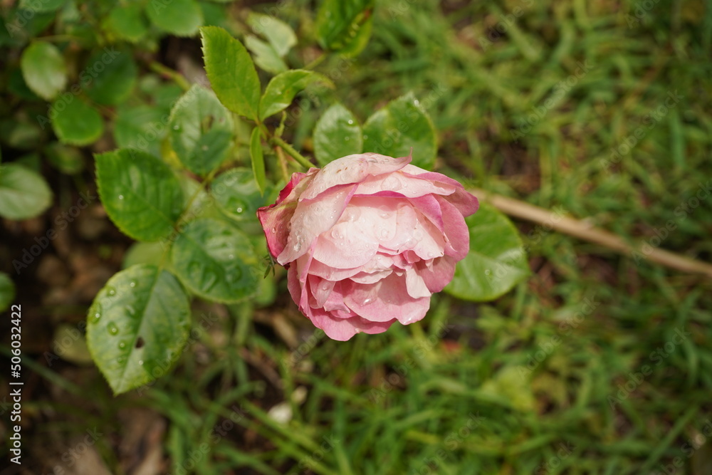 雨後の薔薇、ピンクの花弁、水滴、滴、雨、庭 雨後の薔薇、ピンクの花弁、水滴、滴、雨、庭