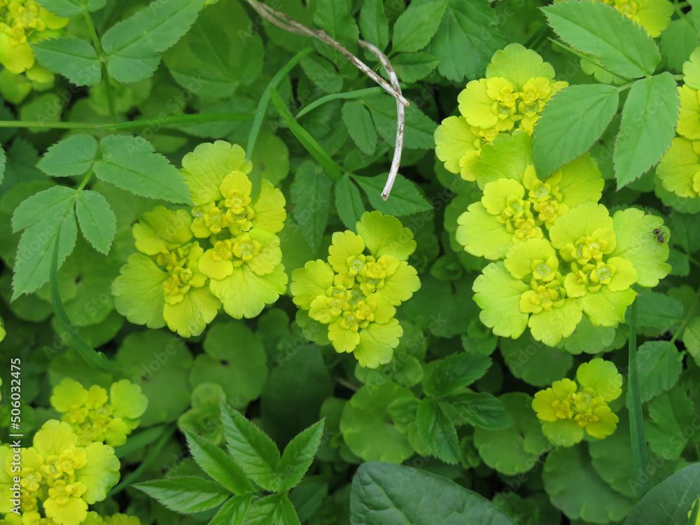 medicinal plant spleen alternate-leaved (Chrysosplenium alternifolium) with yellow flowers medicinal plant spleen alternate-leaved (Chrysosplenium alternifolium) with yellow flowers
