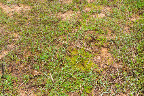 outdoor green grass and dirt top view