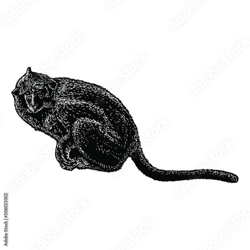 macaque illustration isolated on background	