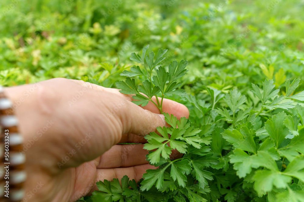 Person harvesting fresh organic parsley that grows in the herb garden. Selective focus Person harvesting fresh organic parsley that grows in the herb garden. Selective focus