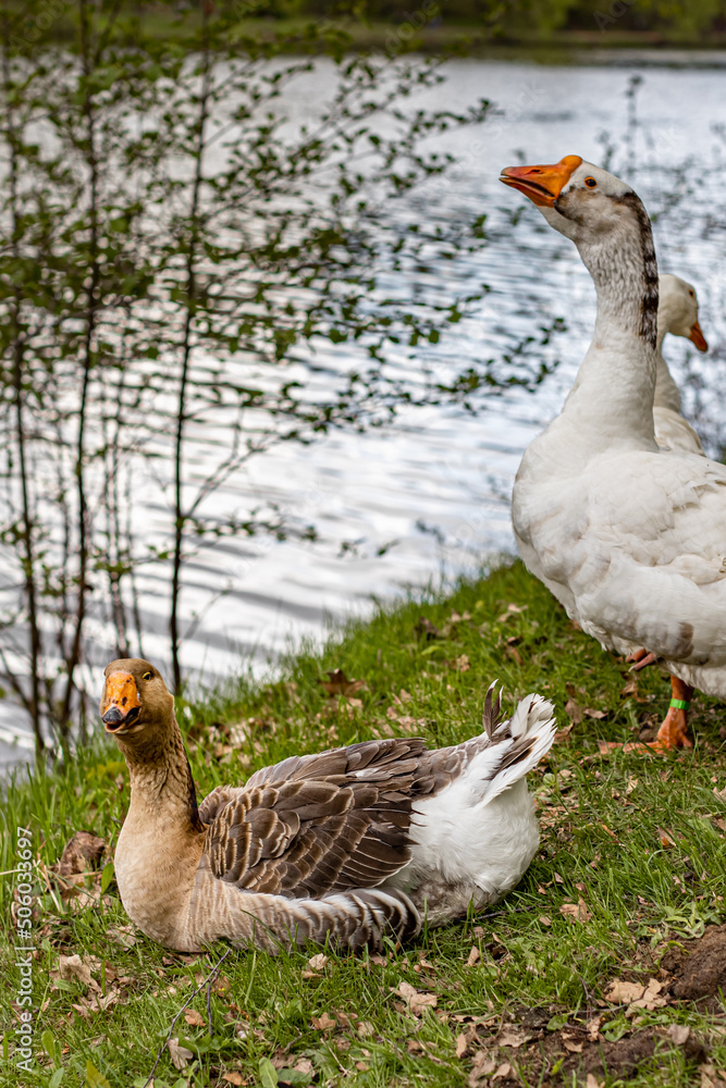 wild gray goose sits against the background of other geese wild gray goose sits against the background of other geese