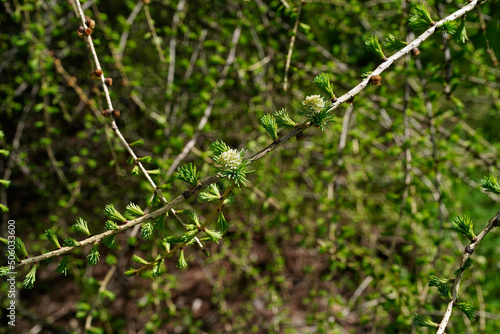 Larch blooms with pale green flowers.