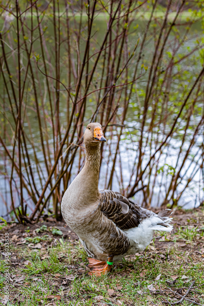 wild gray goose stands on the grass near the water wild gray goose stands on the grass near the water