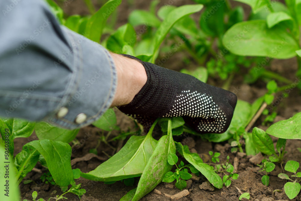 Man's hand in a glove is pulling out weeds from spinach field. Stock