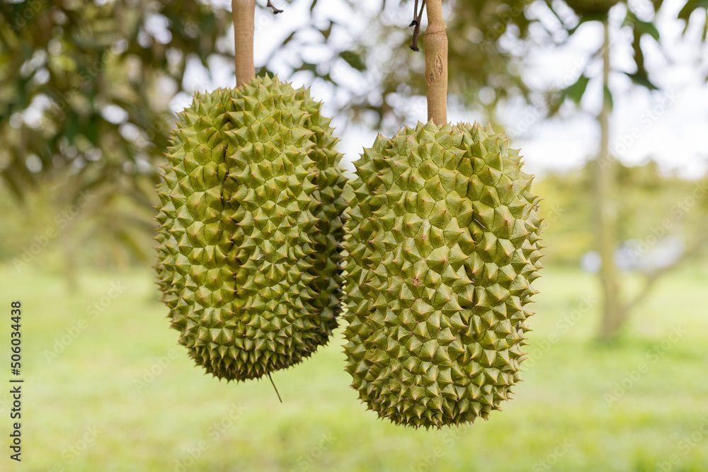 A fresh durian on tree on organic farm on hill, It fresh on before keep for sale, eat and export ,Durian is king of fruit A fresh durian on tree on organic farm on hill, It fresh on before keep for sale, eat and export ,Durian is king of fruit