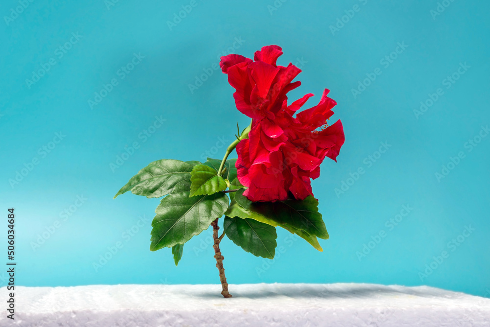 red chinese rose flower in a glass on a blue background red chinese rose flower in a glass on a blue background