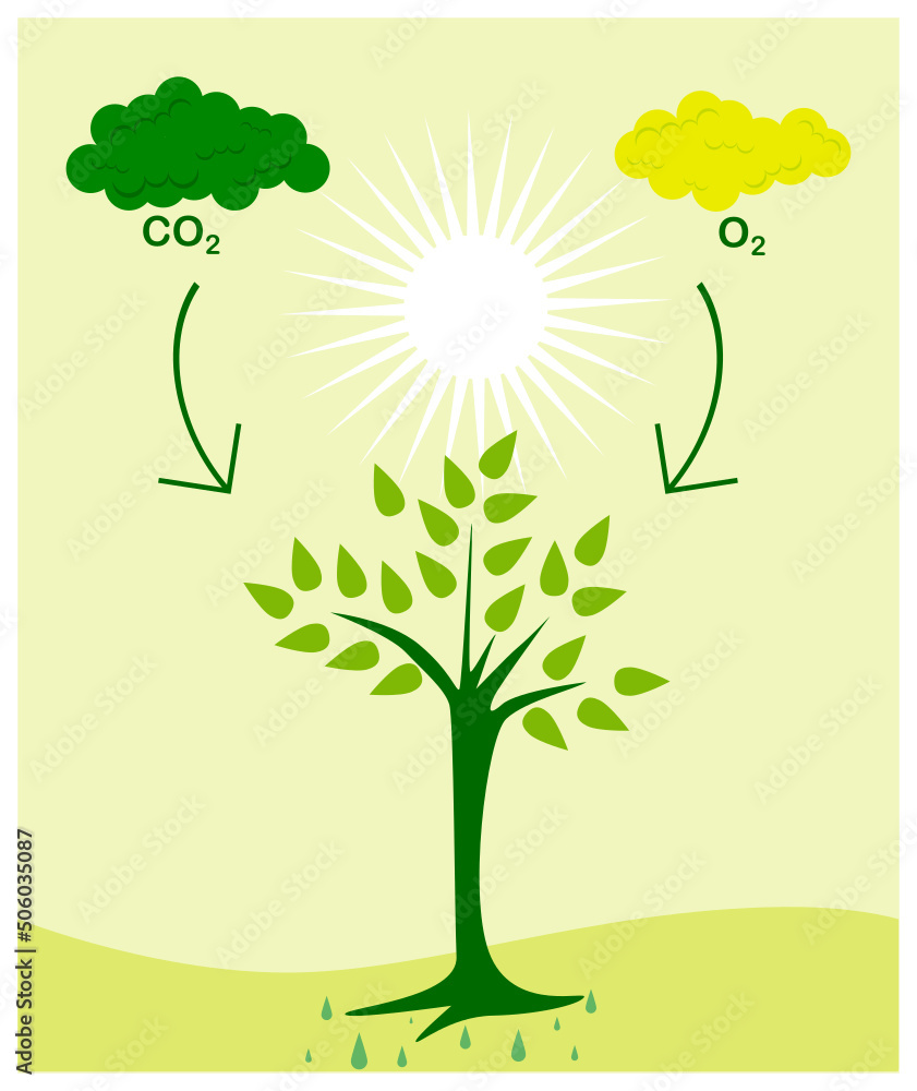 Photosynthesis phenomena. There is a tree absorb the CO2 gas and
