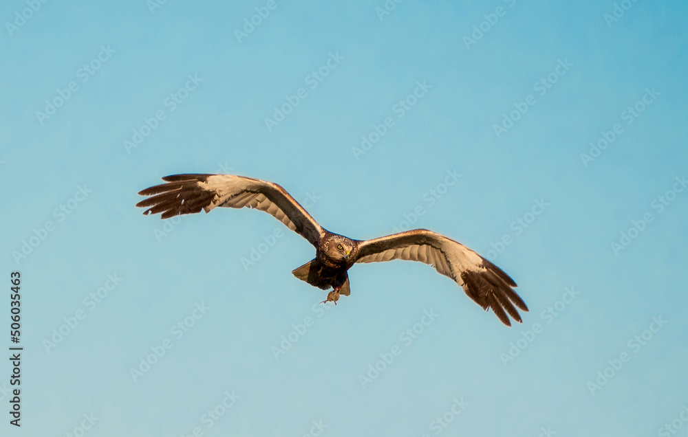 Die Rohrweihe (Circus aeruginosus)