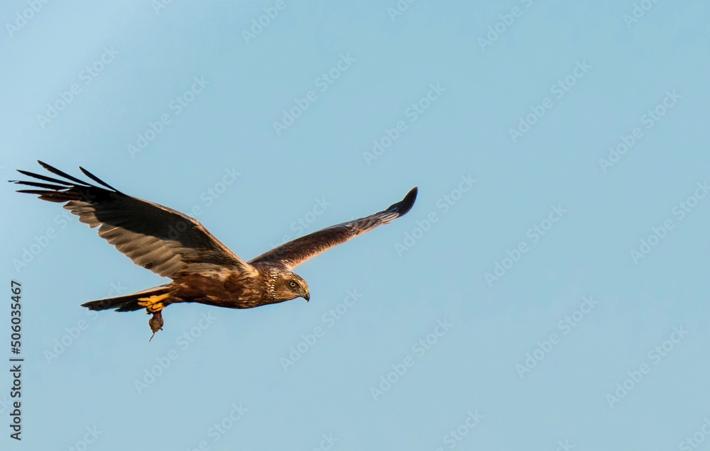 Die Rohrweihe (Circus aeruginosus) Die Rohrweihe (Circus aeruginosus)