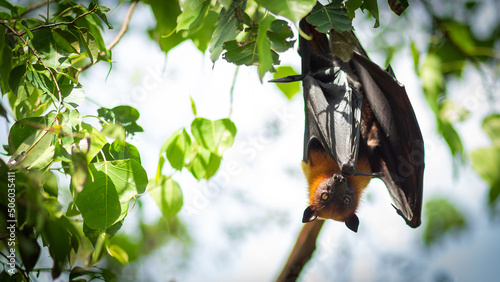 Flying foxes hang down from the branch