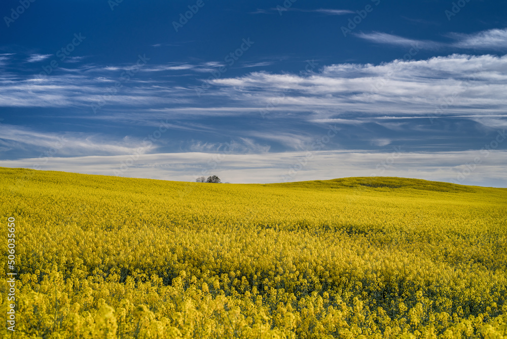 AGRICULTURE - Colorful colza fields in the spring