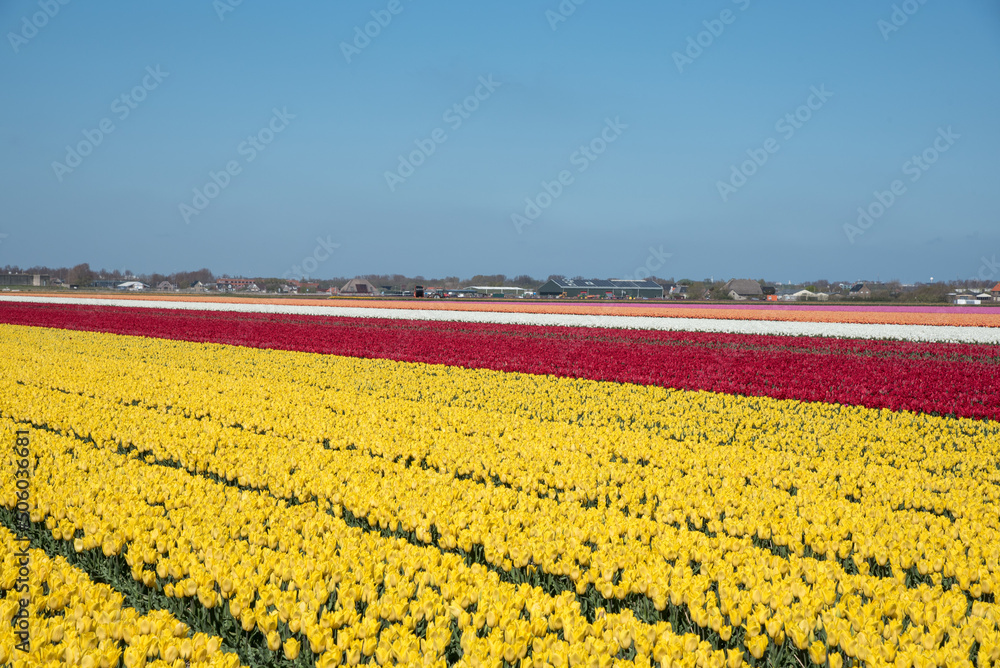 Fototapeta premium Julianadorp, Netherlands, May 2022. Blooming tulip fields in Julianadorp.