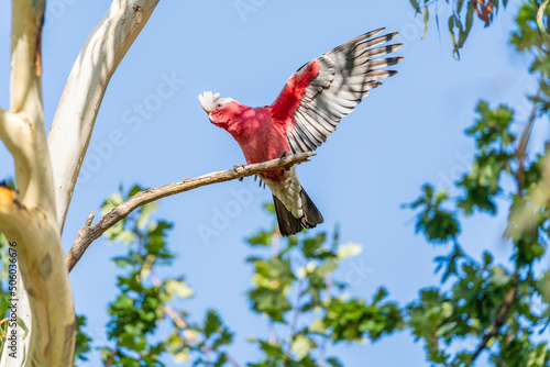 Young pink and grey galah (Eolophus roseicapilla) showing off his wings photo