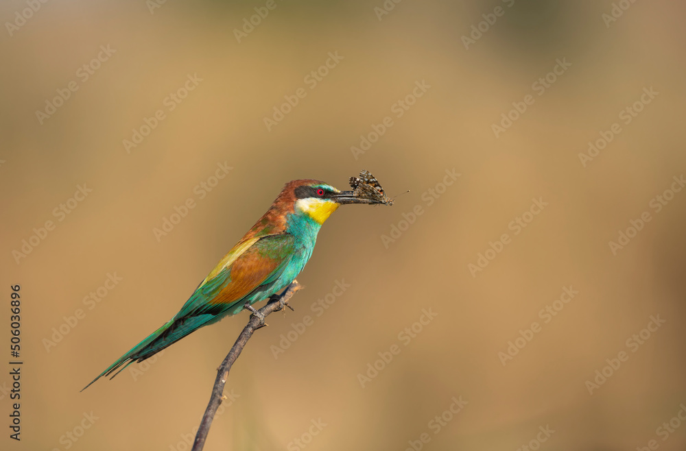 Rainbow Bee Bird perched on a tree branch , preying on a butterfly in its beak . The bird comes from a bird family called Meropidae and is found in Turkey. Rainbow Bee Bird perched on a tree branch , preying on a butterfly in its beak . The bird comes from a bird family called Meropidae and is found in Turkey.