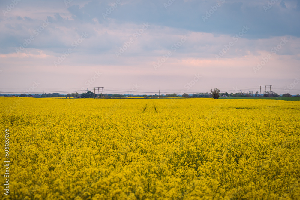 Yellow canola rapeseed flower field in Skåne Sweden during spring sunset Yellow canola rapeseed flower field in Skåne Sweden during spring sunset