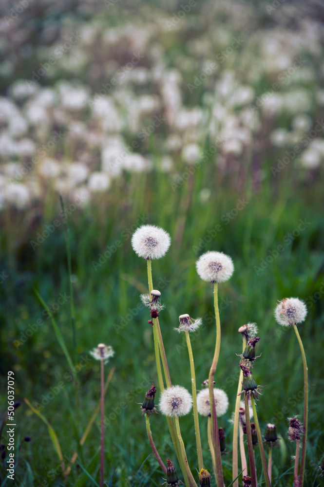Dandelions that has stopped blooming against green grass