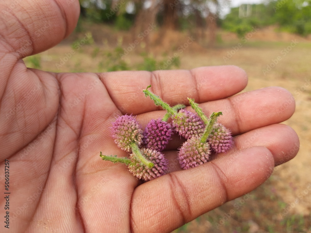 Sphaeranthus indicus. It is a flowering plant of the genus Sphaeranthus.
Sphaeranthus indicus Linn. It  is widely used in the Ayurvedic system of medicine in various conditions. East Indian globe.