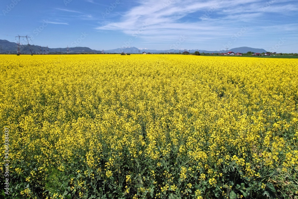 Yellow blooming flowers of oilseed turnip plants (Brassica rapa subsp. oleifera) in a crop field with blue sky in the background Yellow blooming flowers of oilseed turnip plants (Brassica rapa subsp. oleifera) in a crop field with blue sky in the background