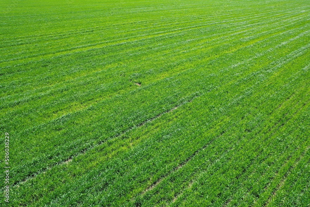 Green field with rows of grain crops growing on a cultivated area Green field with rows of grain crops growing on a cultivated area