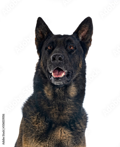 adult german shepherd