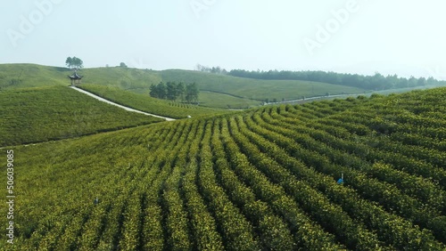 aerial view of green tea plantation in xuancheng,anhui
 photo