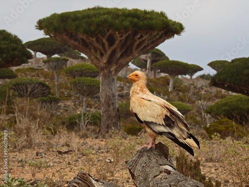 Wallpaper Mural red winged blackbird Torontodigital.ca