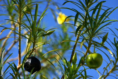 Tropischer Oleander photo