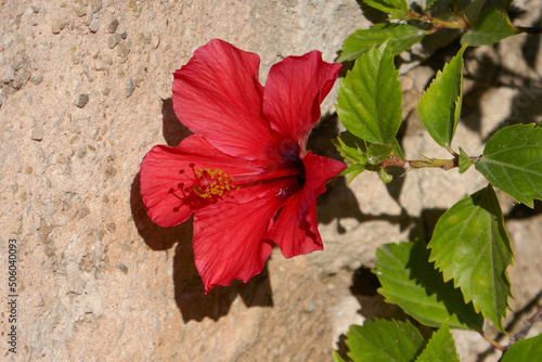 rote Hibiskusblüte photo