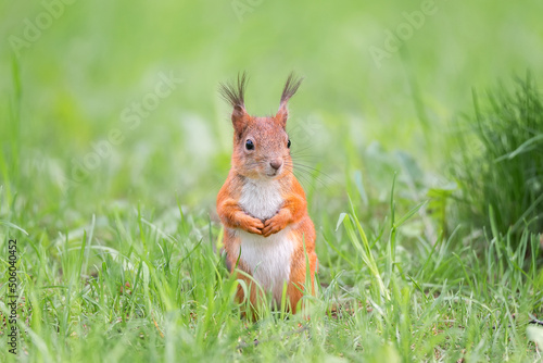 Red squirrel sits in the grass. © alexbush