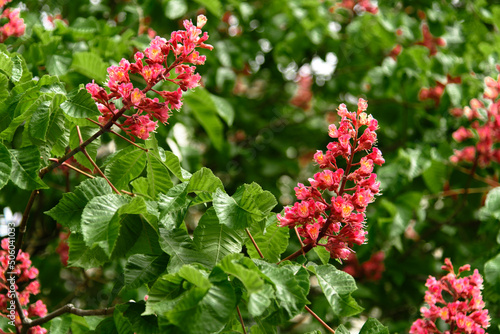 Obraz na płótnie Blooming red horse-chestnut tree in spring sunlight. Selective focus. w salonie