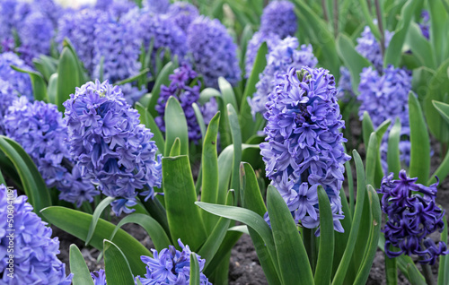 Valokuva Purple hyacinth (Hyacinthus orientalis) blooms in the spring garden