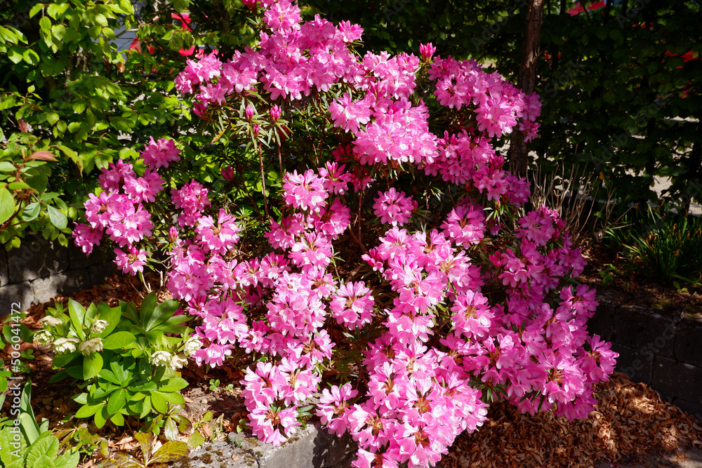 Pink rhododendron flower. Rhododendron pattern. Natural beauty. Beautiful blooming texture background. bush blooming rhododendron