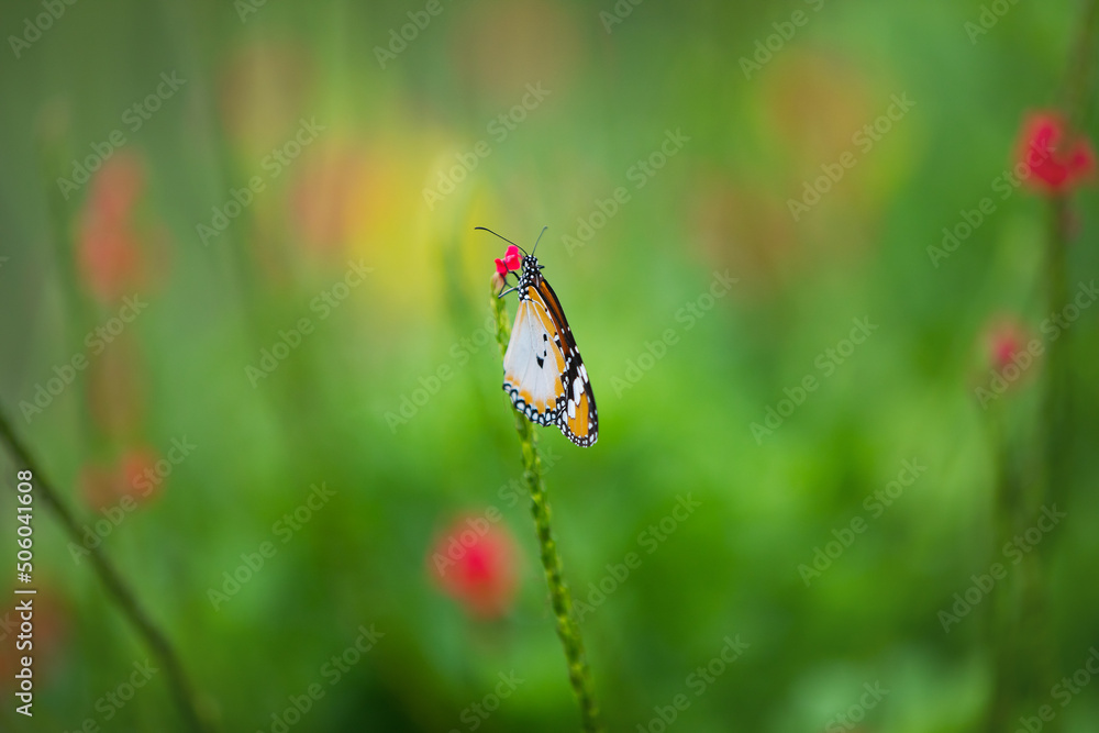 butterfly on a meadow butterfly on a meadow