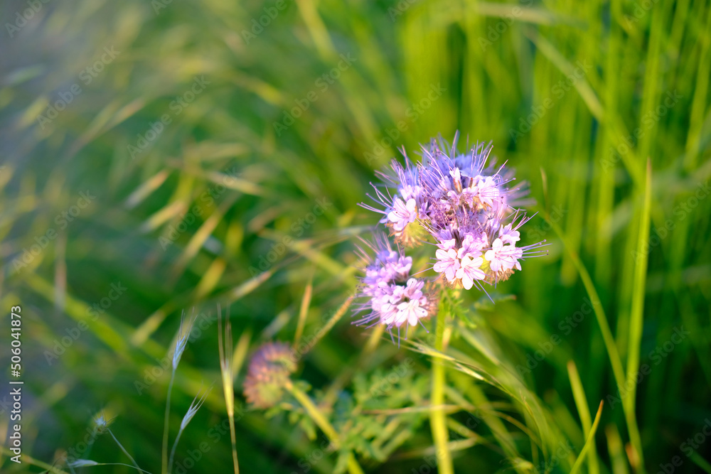 green grass on meadow, inflorescences blue flower phacelia honey plant, Phacelia tanacetifolia, spring, summer season, wallpapers, banner with blurry bokeh, nature protection, background for designer green grass on meadow, inflorescences blue flower phacelia honey plant, Phacelia tanacetifolia, spring, summer season, wallpapers, banner with blurry bokeh, nature protection, background for designer