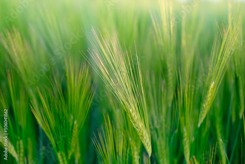 close-up of ears of rye in the sunset rays sway in wind, beautiful summer landscape, blurred background, concept of rich harvest of bread, grain import, export abroad, growing crops © kittyfly