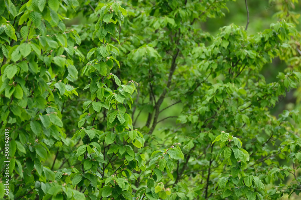 green spring forest, young leaves sway in wind, marsh hardwood, hornbeam, concept flora of Germany, natural zones temperate zone of europe, nature protection, living energy, wind, weather forecast green spring forest, young leaves sway in wind, marsh hardwood, hornbeam, concept flora of Germany, natural zones temperate zone of europe, nature protection, living energy, wind, weather forecast
