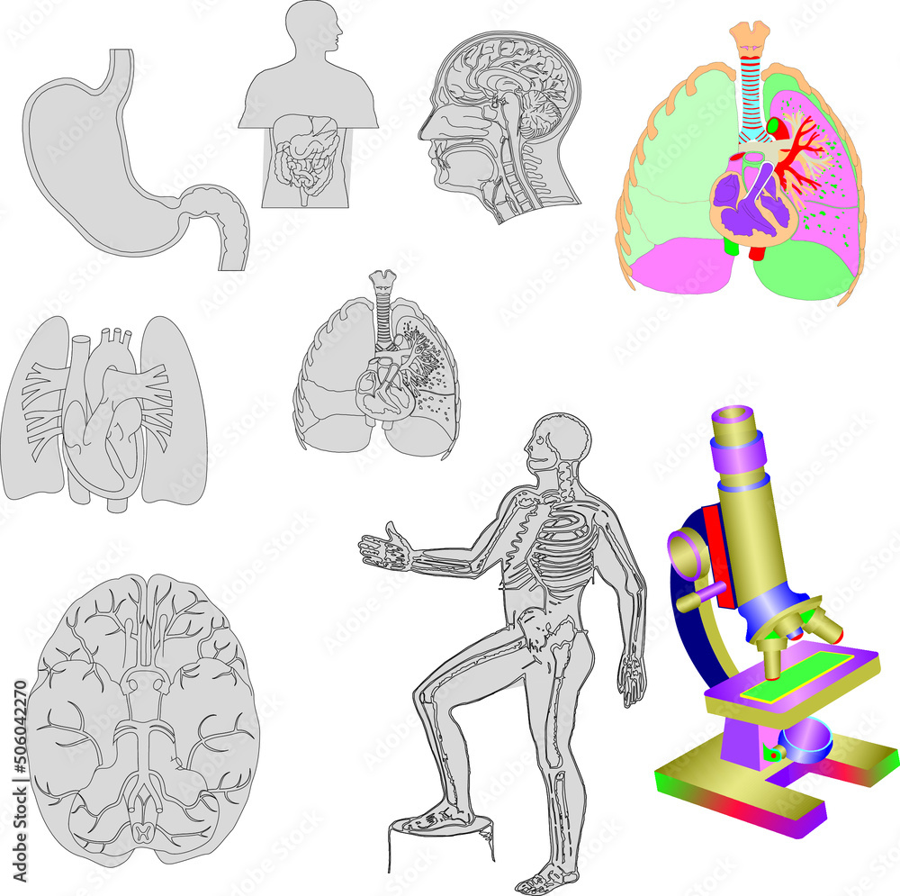 Human Anatomy - Anterior (Front) View Stock vector Stock Vector Biology Diagrams