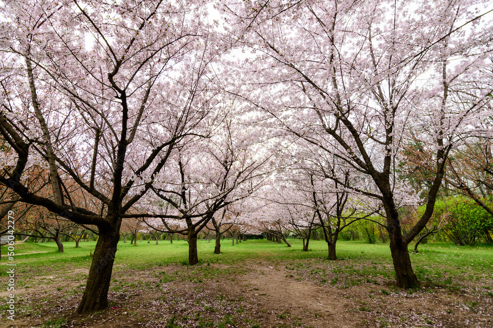 Large cherry trees with many white flowers in full bloom in the Japanese Garden from King Michael I Park (former  Herastrau) in Bucharest, Romania, in a cloudy spring day, sakura.