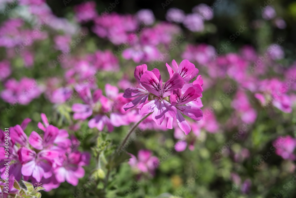 different citronella flowers in spring different citronella flowers in spring