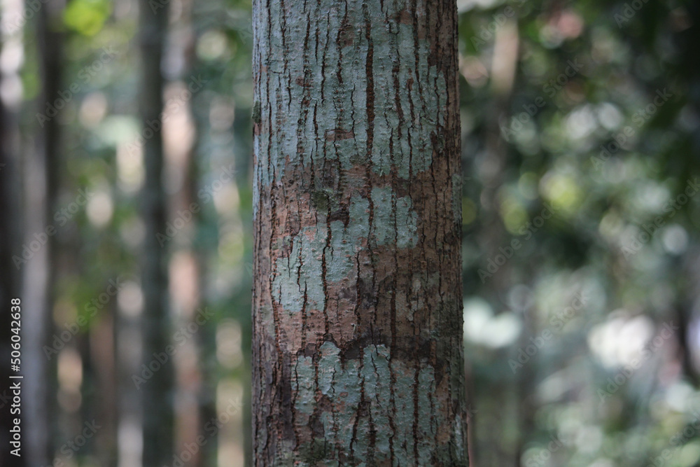 Portrait of mahogany tree