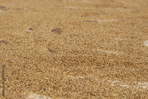 The grains are being dried in the sun. Close picture of grain. Bajriga bird food