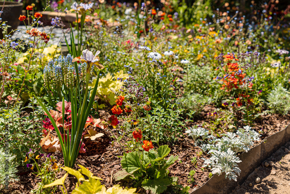 Obraz premium nice summer garden with flowers