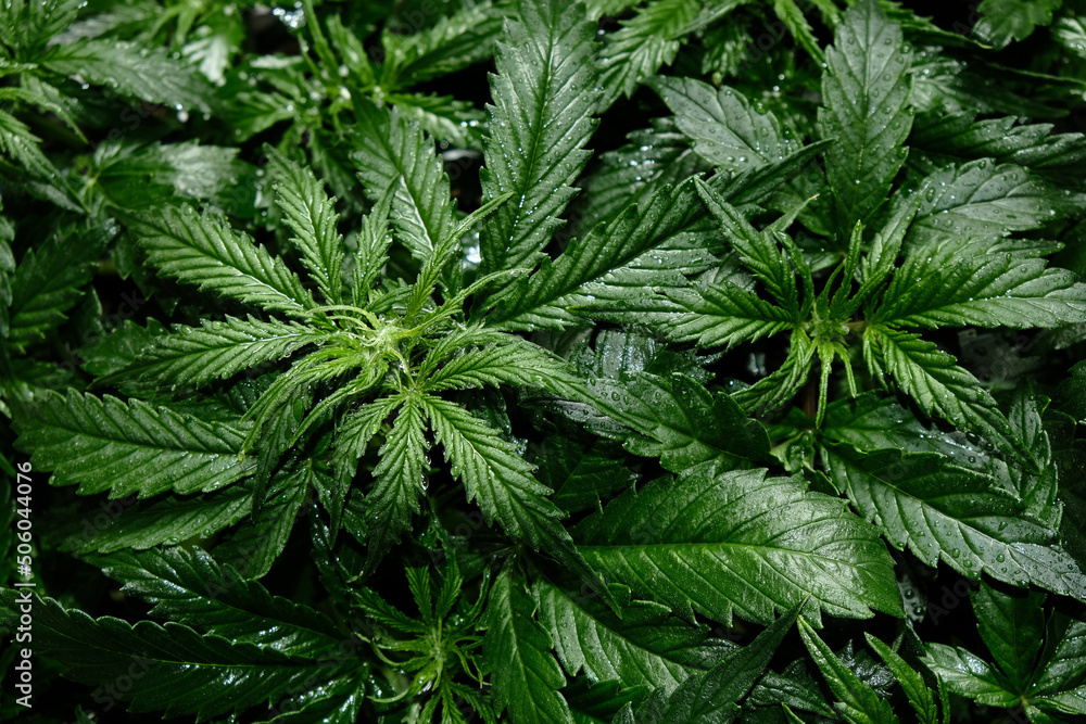 Cannabis CBD plant close up. Layout of fresh marijuana leaves, blooming bush background, top view, flat lay. Hemp recreation, legalization concept. Cannabis CBD plant close up. Layout of fresh marijuana leaves, blooming bush background, top view, flat lay. Hemp recreation, legalization concept.