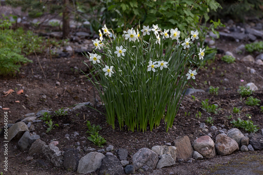 daffodils in the flower bed daffodils in the flower bed