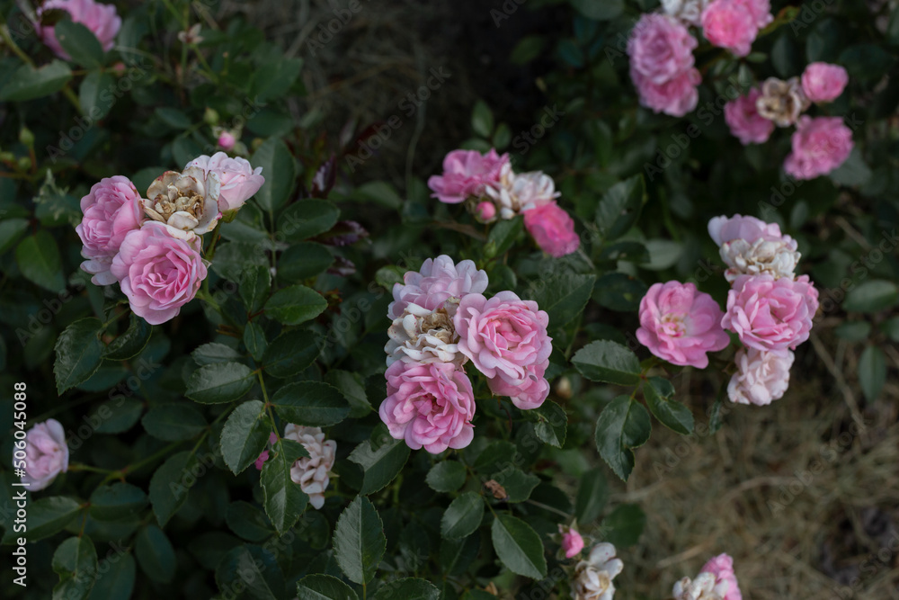 floribunda rose in the flower bed floribunda rose in the flower bed