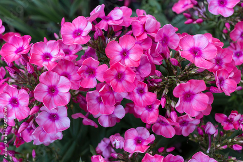 pink phlox flowers close-up