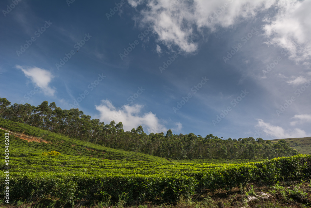 View of the tea estates located at Munnar